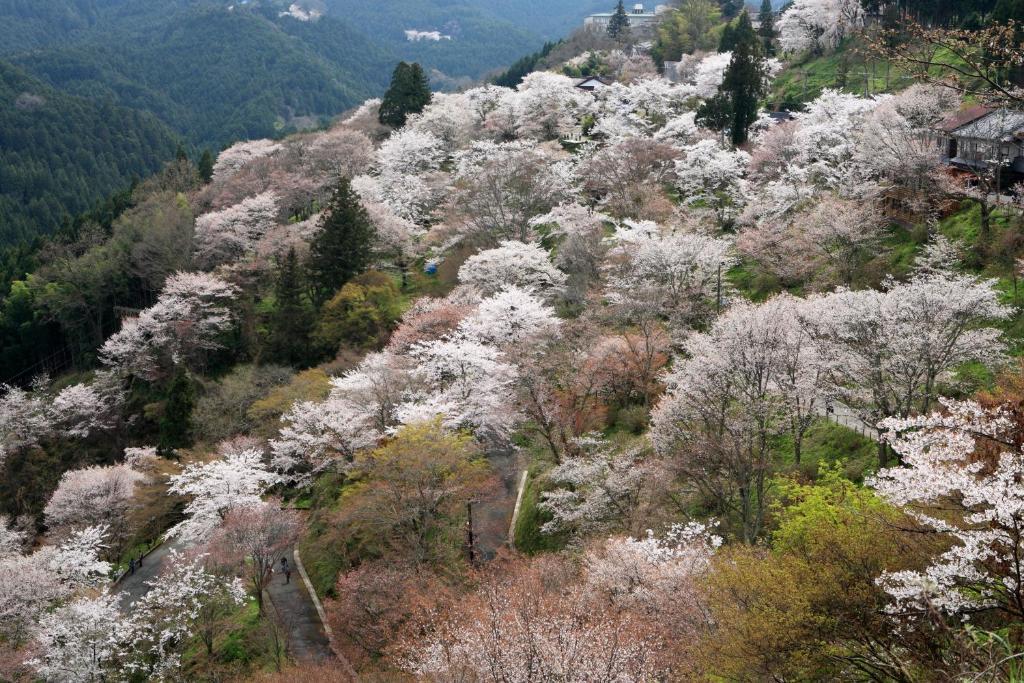 Ryokan Kato Yoshino  Dış mekan fotoğraf